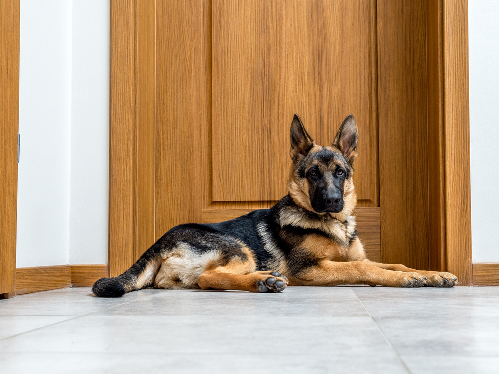 Wachhund
